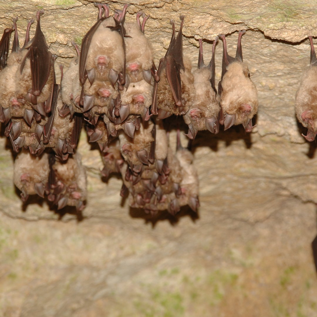 remove-bats-attic-indiana-michigan